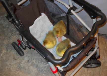 Goslings First Ride in Stroller2 2012-02-14