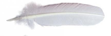 Goose Feather Writing Quill
