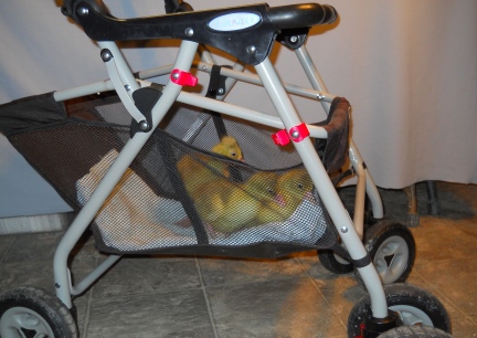 Goslings First Ride in Stroller 2012-02-14