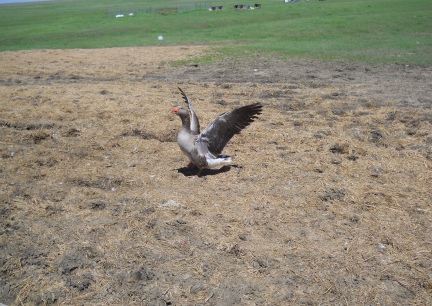 Tilly our Toulouse Goose
