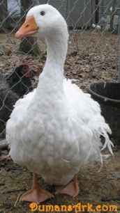 Nichole Duman's Lovely Sebastopol Goose