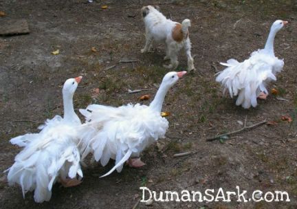 Duman's Sebastopol Geese