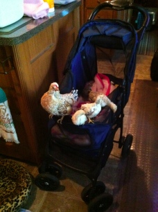 Sky's Chickens Leaving The Stroller